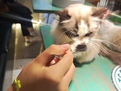 -喵喵咪呀布偶猫咖(春熙路店)