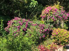 -深圳仙湖植物园