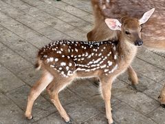 -野鸭湖国家湿地公园