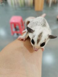 -Moni星球萌宠·小马宝莉·灵蛇·高端高阶全萌宠互动体验俱乐部(红豆国际广场店)