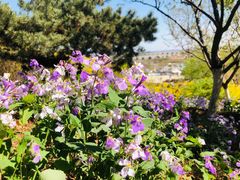 -北京西山国家森林公园