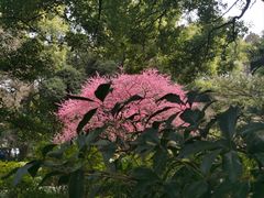 -杭州植物园