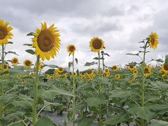 -光明小镇欢乐田园