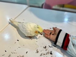 -Moni星球萌宠·小马宝莉·灵蛇·高端高阶全萌宠互动体验俱乐部(红豆国际广场店)