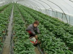 -青浦采草莓天天草莓园