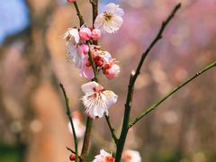 -梅花山(明孝陵内)