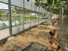 -马陆小张葡萄园农家乐