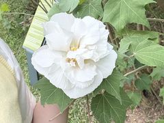 -云溪植物园