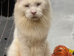 -宝芝林凉茶甜品屋(合兴路分店)