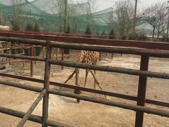 -五龙山野生动物王国