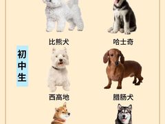 -翊宠yipet猫狗购宠庄园犬舍•猫舍