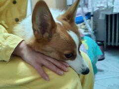 -宠福鑫康馨动物医院·骨科·眼科