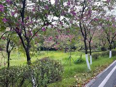 -广东花都湖国家湿地公园