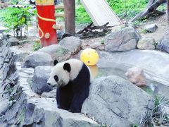 -广州长隆野生动物世界