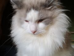 -猫猫幼稚园·撸猫·桌游·电玩