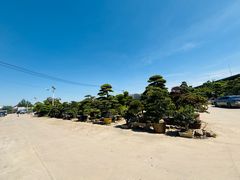 -龙大花卉苗木市场