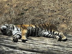 -大连森林动物园