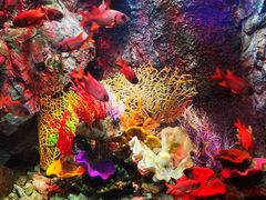 -太平洋海底世界