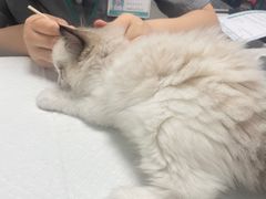 -东莞宠友24H宠物中心医院·转诊夜诊·异宠(新河北路院)