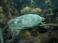 -上海海洋水族馆