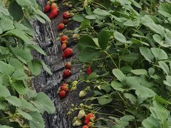 -小鱼草莓采摘园农家乐·小鱼餐厅