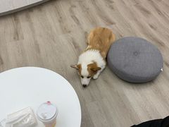 -浣熊柯尔鸭土拨鼠·电玩咖