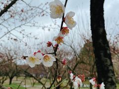 -香雪海