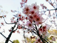 -王借岗森林公园