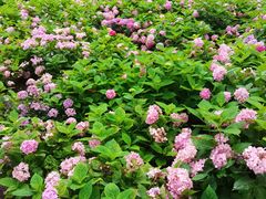 -上海共青森林公园