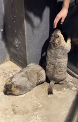 -酷嗒动物文化乐园(cutezoo西溪乐天城店)