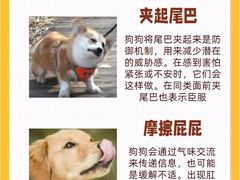 -翊宠yipet猫狗购宠庄园犬舍•猫舍