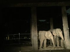 -清迈夜间动物园