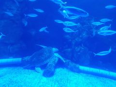 -太平洋海底世界