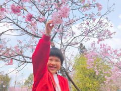 -天适樱花悠乐园