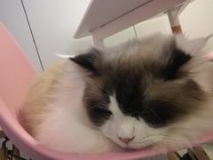-三花喵·撸猫购宠·宠物生活馆(虹桥南丰城店)