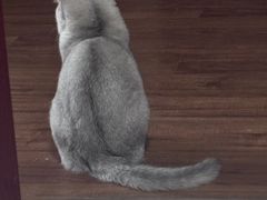 -宠爱国际动物医院·消化内科·心肾内科·ISFM猫友好(望京店)