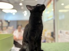 -1013 PET SHOP精品宠物商店(丁香店)