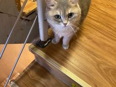 -MOCHA明星猫咖(田子坊店)