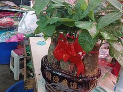 -花鸟鱼虫鲜花绿植市场(玉泉路店)