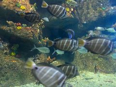 -沙沙哗啦海洋馆(华宇百花谷店)