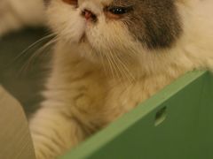 -萌喵宠狗爱心宠咖