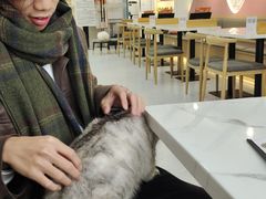 -喵园·猫主题咖啡厅·撸猫·猫咖(国贸店)
