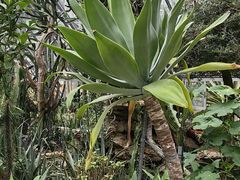 -深圳仙湖植物园