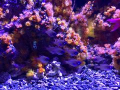 -西雅图水族馆