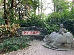 -金花茶公园