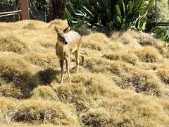 -泉州海丝野生动物世界