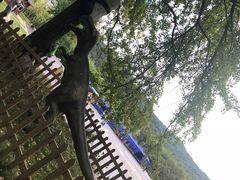 -千年银杏谷文化旅游区
