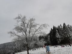 -武陵山森林公园