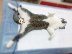 -灵美宠物诊所