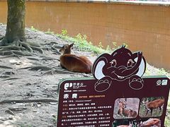 -野象谷景区